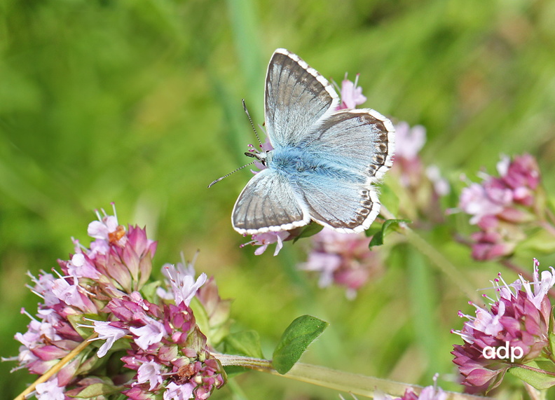 Chalkhill Blue (Lysandra coridon) male, Alan Prowse - IMG_6896tqsw800c ChHiBl PL.jpg IMG_6896tqsw800c ChHiBl PL.jpg